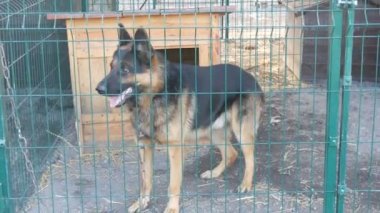 Hayvan barınağında köpek kulübesinde havlayan genç çoban köpeği. Sığınma evi. Demir kafeste başıboş köpekler. Fakir ve aç sokak köpekleri ve şehir köpekleri