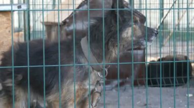 Hayvan barınağında köpek kulübesinde havlayan yaşlı ve kör köpek havlaması. Köpek barınağı. Demir kafeste başıboş köpekler. Fakir ve aç sokak köpekleri ve şehir köpekleri