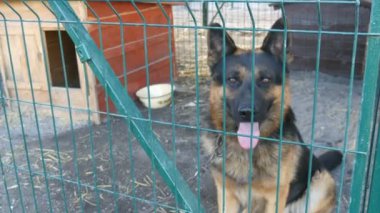 Hayvan barınağında köpek kulübesinden gizlice bakan genç çoban köpeği. Sığınma evi. Demir kafeste başıboş köpekler. Fakir ve aç sokak köpekleri ve şehir köpekleri