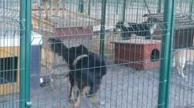 Hayvan barınağında istenmeyen ve evsiz köpekler havlıyor. Köpek barınağı. Demir kafeste başıboş köpekler. Fakir ve aç sokak köpekleri ve şehir köpekleri. Vahşi köpek hapiste..