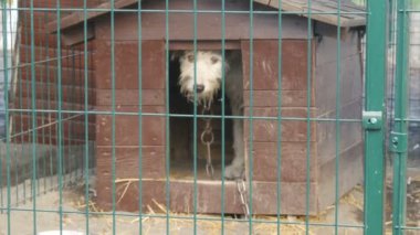 Yalnız, istenmeyen, evsiz, kıvırcık saçlı köpek hayvan barınağında köpek kulübesinden gizlice dışarı bakıyor. Köpek barınağı. Demir kafeste başıboş köpekler. Fakir ve aç sokak köpekleri ve şehirliler