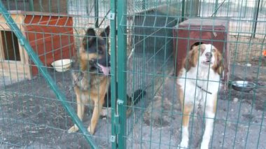 Hayvan barınağındaki köpek kulübesinden havlayan çoban ve köpek yavrusu. Sığınma evi. Demir kafeste başıboş köpekler. Fakir ve aç sokak köpekleri ve şehir köpekleri