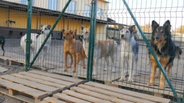 İstenmeyen ve evsiz köpekler hayvan barınağında havlıyor ve kuyruklarını mutlu bir şekilde sallıyorlar. Sığınma evi. Demir kafeste başıboş köpekler. Fakir ve aç sokak köpekleri ve şehir köpekleri. Vahşi köpek hapiste..