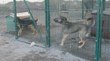 Korkak, istenmeyen ve evsiz köpekler hayvan barınağında köpek kulübesinden gizlice dışarı bakıyor. Köpek barınağı. Demir kafeste başıboş köpekler. Fakir ve aç sokak köpekleri ve şehir köpekleri