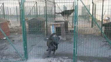 Korkak, istenmeyen ve evsiz köpekler hayvan barınağında köpek kulübesinden gizlice dışarı bakıyor. Köpek barınağı. Demir kafeste başıboş köpekler. Fakir ve aç sokak köpekleri ve şehir köpekleri