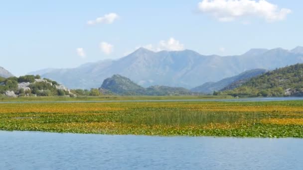Η εκπληκτική ομορφιά του φυσικού τοπίου της λίμνης Skadar, στο εθνικό πάρκο του Μαυροβουνίου από την πλευρά ενός πλωτού σκάφους. Λίλιουμ, φρέσκο νερό με φόντο τα βουνά. Παρθένος φύση — Αρχείο Βίντεο