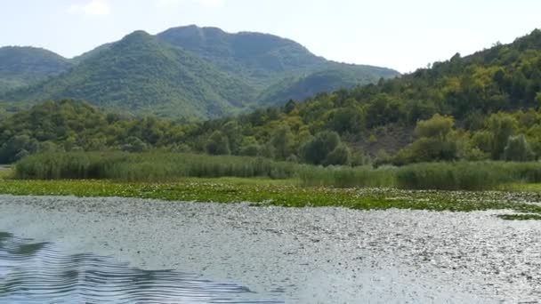 La impresionante belleza del paisaje natural del lago Skadar, en el parque nacional de Montenegro desde el lado de un barco flotante. Lirios de agua, agua dulce contra el telón de fondo de las montañas. Naturaleza virgen — Vídeos de Stock