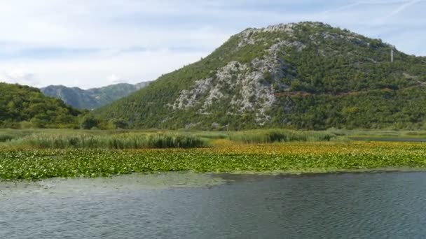 A lenyűgöző szépsége a természeti táj a Skadar-tó, a nemzeti park Montenegró oldaláról egy úszó hajó. Vízililiomok, édesvíz a hegyek hátterében. Szűz természet — Stock videók