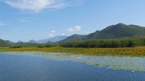 A lenyűgöző szépsége a természeti táj a Skadar-tó, a nemzeti park Montenegró oldaláról egy úszó hajó. Vízililiomok, édesvíz a hegyek hátterében. Szűz természet — Stock videók