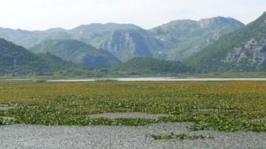 Karadağ 'ın ulusal parkındaki Skadar Gölü' nün doğal manzarasının baş döndürücü güzelliği yüzen bir teknenin yanında. Nilüferler, taze su, dağların arka planında. Bakire doğa