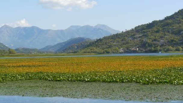 A lenyűgöző szépsége a természeti táj a Skadar-tó, a nemzeti park Montenegró oldaláról egy úszó hajó. Vízililiomok, édesvíz a hegyek hátterében. Szűz természet — Stock videók