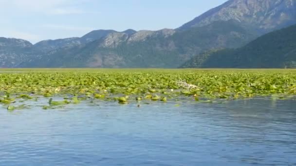 La bellezza mozzafiato del paesaggio naturale del lago di Skadar, nel parco nazionale del Montenegro dal lato di una barca galleggiante. Ninfee, acqua dolce sullo sfondo delle montagne. Natura vergine — Video Stock