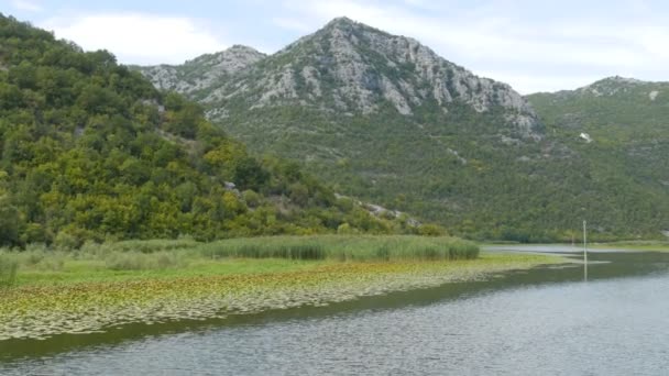 La impresionante belleza del paisaje natural del lago Skadar, en el parque nacional de Montenegro desde el lado de un barco flotante. Lirios de agua, agua dulce contra el telón de fondo de las montañas. Naturaleza virgen — Vídeos de Stock