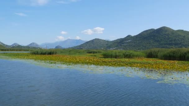 Kék folyó folyik a zöld völgyön keresztül a távoli hegyek felé. A Crnojevica folyó kanyarulatai és kanyarulatai a montenegrói nemzeti parkban, a dombok között kanyargó mocsáron át a Skadar tóhoz vezető úton — Stock videók