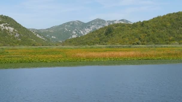 A lenyűgöző szépsége a természeti táj a Skadar-tó, a nemzeti park Montenegró oldaláról egy úszó hajó. Vízililiomok, édesvíz a hegyek hátterében. Szűz természet — Stock videók