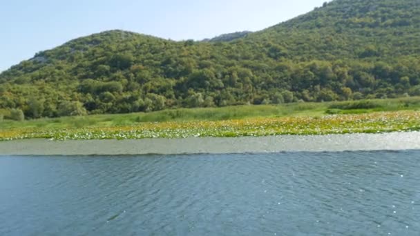 Der blaue Fluss fließt durch grüne Täler in Richtung ferner Berge. Biegungen und Kurven des Flusses Crnojevica im Nationalpark Montenegro, schlängeln sich durch das Sumpfgebiet zwischen Hügeln auf dem Weg zum Skadar-See — Stockvideo