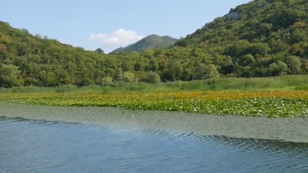 A lenyűgöző szépsége a természeti táj a Skadar-tó, a nemzeti park Montenegró oldaláról egy úszó hajó. Vízililiomok, édesvíz a hegyek hátterében. Szűz természet — Stock videók