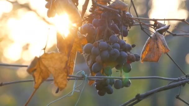 Hromádky zralých modrých hroznů na podzim, podzimní sklizeň na farmě. Suché větve a listí vinice přes sluneční paprsky — Stock video