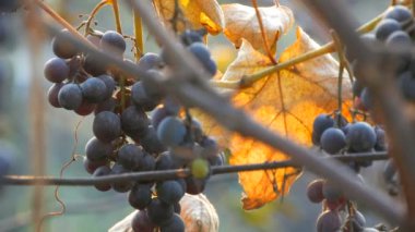 Sonbaharda olgun mavi üzümler, çiftlikte sonbahar hasadı. Kuru dallar ve yapraklar güneş ışınları altında üzüm bağları