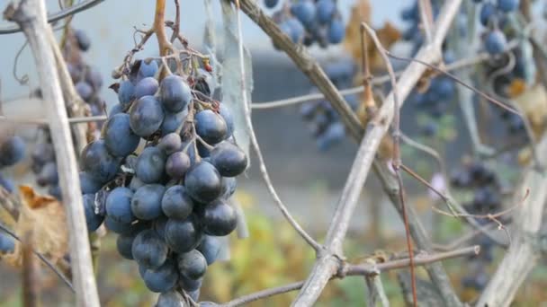 Sonbaharda olgun mavi üzümler, çiftlikte sonbahar hasadı. Kuru dallar ve yaprak bağları — Stok video