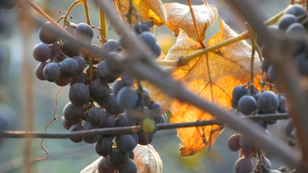 가을에 잘 익은 파란 포도송이를 부어 놓고, 가을에는 농장에서 수확을 합니다. 마른 가지들과 포도원을 햇볕을 가르며 떠나게 한다 — 비디오