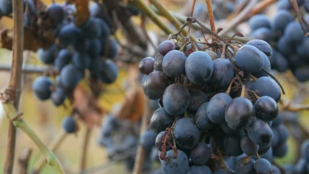 Cambadas de uvas azuis maduras derramadas no outono, colheita de outono na fazenda. Ramos secos e folhas de vinha vista de perto — Vídeo de Stock