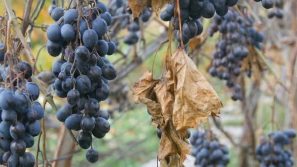 Σακούλες από ώριμα μπλε σταφύλια το φθινόπωρο, φθινοπωρινή συγκομιδή στο αγρόκτημα. Ξηρά κλαδιά και φύλλα αμπελώνα — Αρχείο Βίντεο