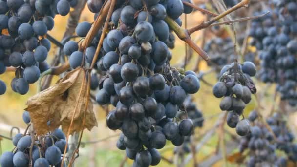 Hromádky zralých modrých hroznů na podzim, podzimní sklizeň na farmě. Suché větve a listí vinice — Stock video