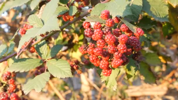 Buisson vert de mûre mûre rouge dans le jardin vue rapprochée — Video