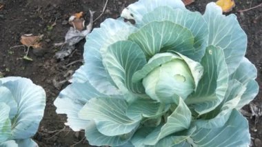 Topraktaki sebze bahçesindeki çiftlikte taze lahana yetişiyor. Sebzeler. Tarım. Yeşillik. Tarım çiftliği.