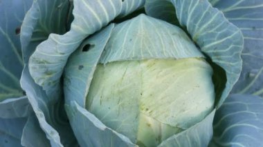 Topraktaki sebze bahçesindeki çiftlikte taze lahana yetişiyor. Sebzeler. Tarım. Yeşillik. Tarım tarlalarına yakın görüş.