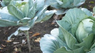 Topraktaki sebze bahçesindeki çiftlikte taze lahana yetişiyor. Sebzeler. Tarım. Yeşillik. Tarım çiftliği.