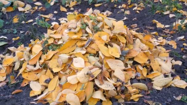 Куча желтых опавших листьев, на которые падают другие листья в осеннем саду — стоковое видео