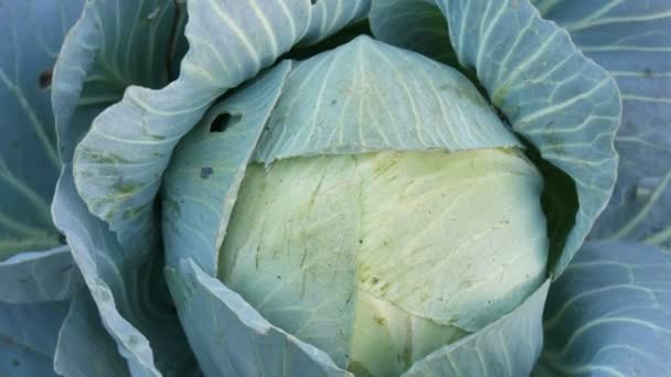 La col fresca crece en la granja en el huerto en el suelo. Verduras. Cultivo. Verdor. Plantación agrícola vista de cerca. — Vídeo de stock