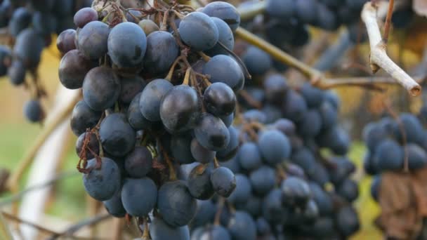 Зібрання виливають стиглий синій виноград восени, осінній урожай на фермі. Сухі гілки і листя винограднику крупним планом — стокове відео