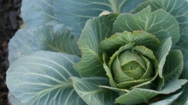 Topraktaki sebze bahçesindeki çiftlikte taze lahana yetişiyor. Sebzeler. Tarım. Yeşillik. Tarım çiftliği.