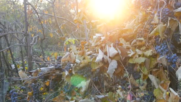 Hromádky zralých modrých hroznů na podzim, podzimní sklizeň na farmě. Suché větve a listí vinice přes sluneční paprsky — Stock video