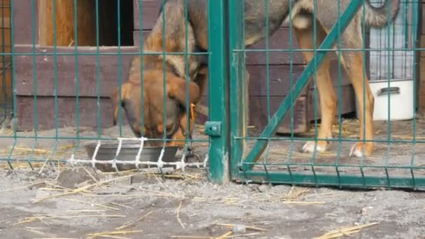 Homeless mongrel dog eating from an iron bowl. Asylum. Stray dogs in an iron cage. Poor and hungry street dogs and urban free-ranging dogs. Feral dog in prison. — Stock Video
