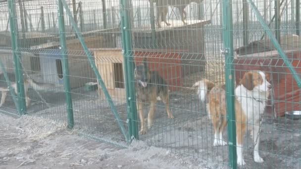 不受欢迎和无家可归的狗在动物庇护所吠叫.狗的庇护所。把狗关在铁笼里可怜和饥饿的流浪狗和城市的自由活动的狗。野狗在监狱里. — 图库视频影像