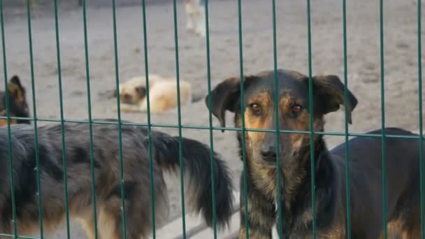Unwanted and homeless dogs barking in animal shelter. Asylum for dog. Stray dogs in an iron cage. Poor and hungry street dogs and urban free-ranging dogs. Feral dog in prison. — Stock Video