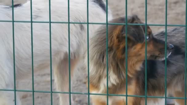 Triste chien solitaire SDF hétérochromie partielle indésirable et aboyer dans un abri pour animaux et agiter leur queue joyeusement. L'asile. Chiens errants en cage de fer. Chiens de rue pauvres et affamés — Video