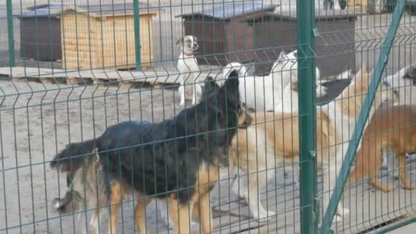 Nechtění a bezdomovci štěkají ve zvířecím útulku. Azyl pro psa. Zbloudilí psi v železné kleci. Chudí a hladoví pouliční psi a volně žijící psi. Feral pes ve vězení. — Stock video