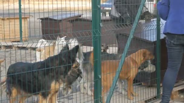 Tierheimmitarbeiter bringen ein großes Hundehaus ins Gehege. Asyl. Streunende Hunde in einem Eisenkäfig. Arme und hungrige Straßenhunde und städtische freilaufende Hunde. Wilder Hund im Gefängnis. — Stockvideo