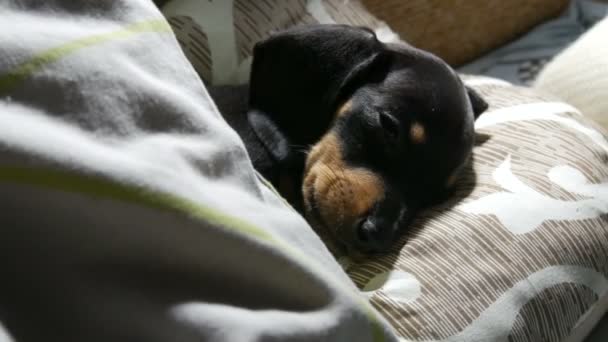 Seekor anak anjing hitam berusia dua bulan yang lucu berbaring di tempat tidur di bawah selimut, bernapas berat. Anjing sakit. — Stok Video