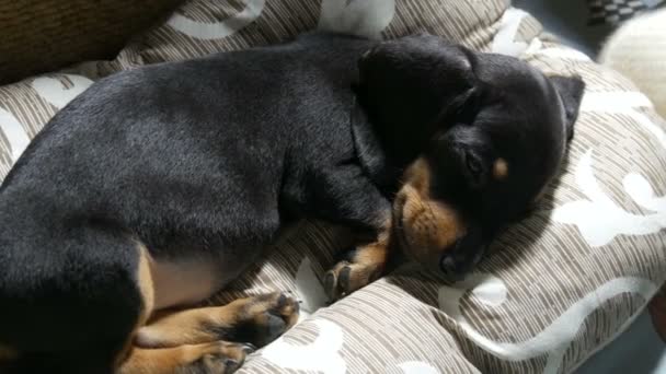 Un pequeño lindo cachorro negro de dos meses de edad yace en la cama respirando pesadamente. Perro enfermo — Vídeos de Stock