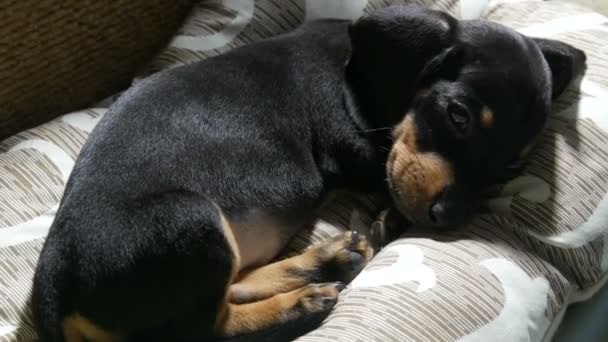 Ένα μικρό χαριτωμένο κουτάβι δύο μηνών μαύρο dachshund βρίσκεται στο κρεβάτι αναπνέει βαριά. Αρρωστημένο σκυλί — Αρχείο Βίντεο