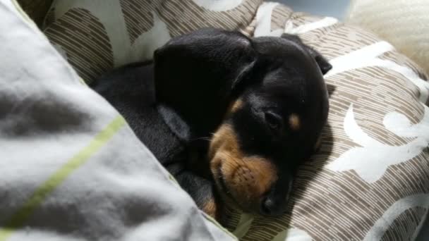 Mały, uroczy, dwumiesięczny, czarny jamnik leży na łóżku pod kołdrą, ciężko oddychając. Chory pies. — Wideo stockowe