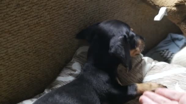 Un pequeño lindo cachorro de dos meses de edad dachshund negro se encuentra en la cama debajo de las cubiertas, POV — Vídeos de Stock