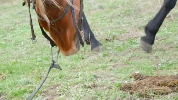 Brown mengunyah kuda di padang rumput — Stok Video