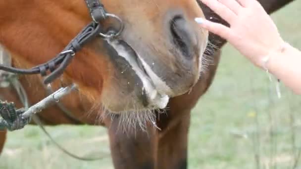 Samice delikatnie głaszczą twarz brązowego konia żującego. — Wideo stockowe